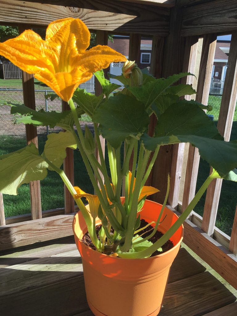 How to Grow Pumpkins in Containers (Yes, Even on a Balcony)
