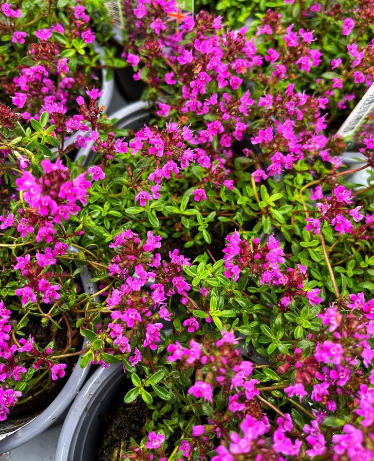 How to Grow Red Creeping Thyme Ground Cover Plant?