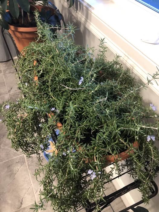 How to Grow Creeping Rosemary in a Pot: A Simple Step-by-Step Guide