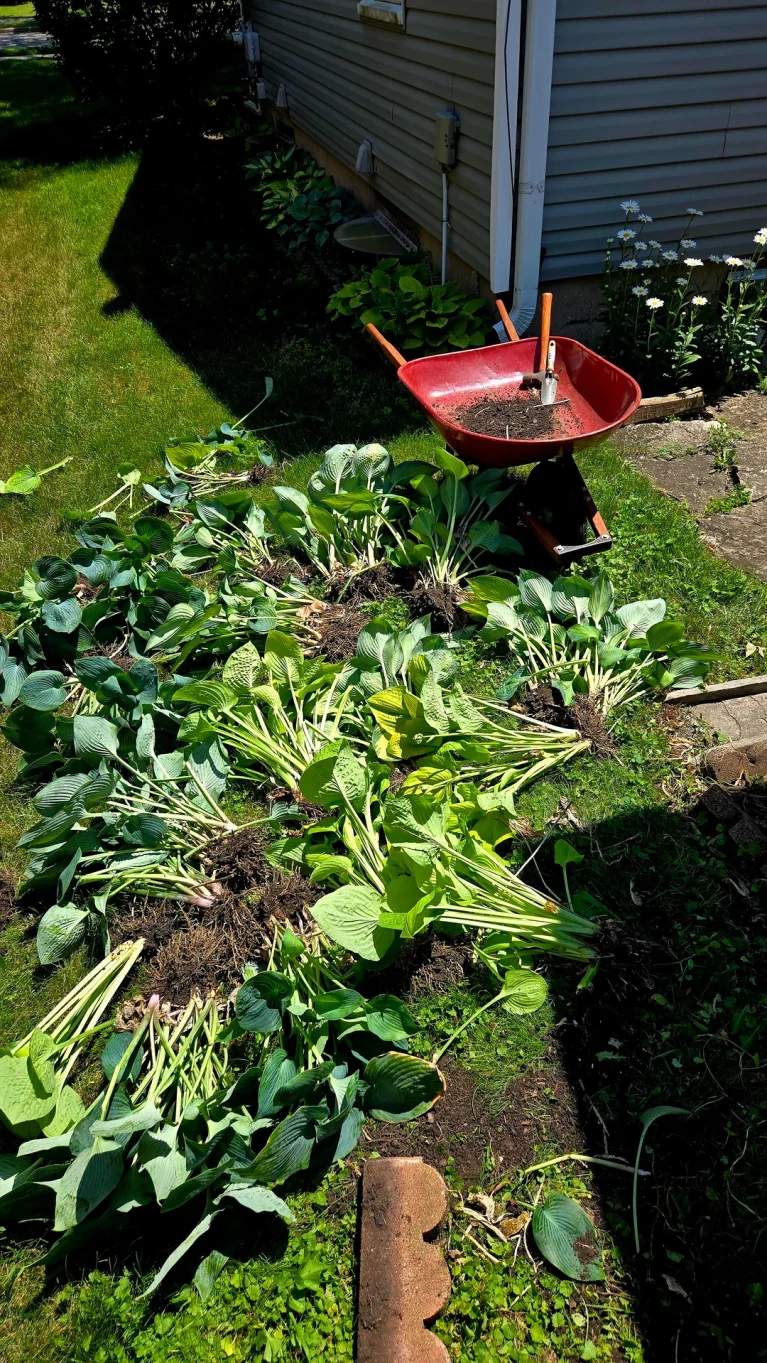 How to Care for Hostas in Fall: A Simple Guide to Happier Plants Come Spring