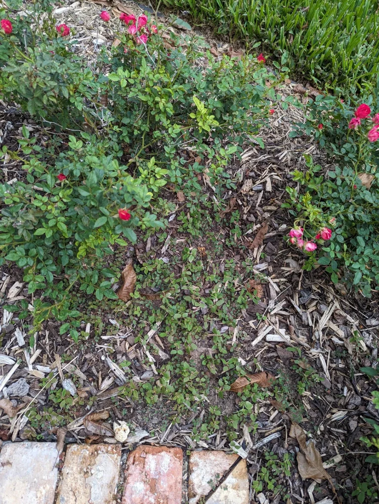 How to Keep Weeds Out of Your Flower Garden Effectively