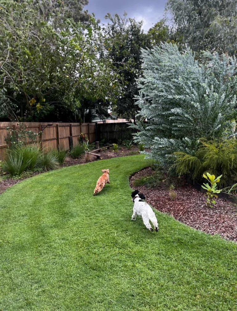Backyard Landscaping Ideas With Dogs: 12 Designs That Survive Zoomies and Digging