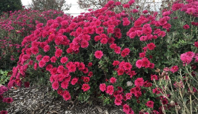 7 Expert Tips to Keep Your Mums Blooming All Fall Long