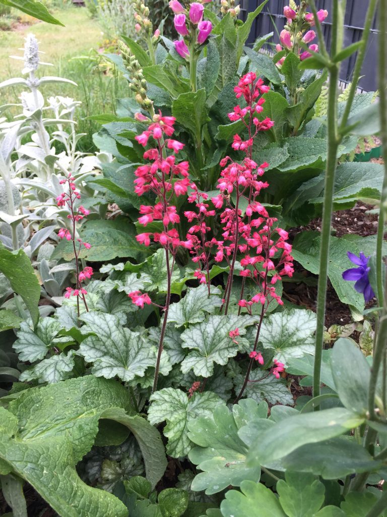 12 Perennials You Should Never Cut Back in Fall (Your Garden Will Thank You)