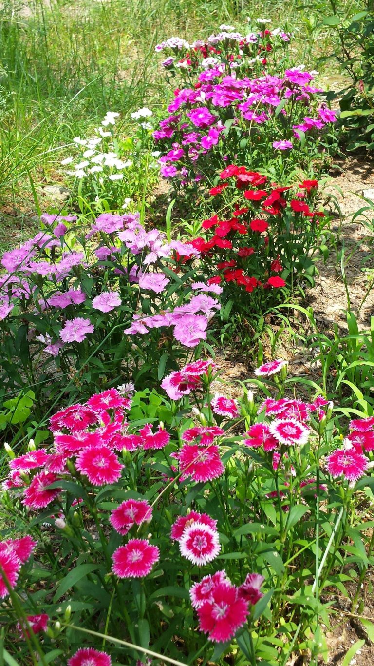 12 Frost-Tolerant Flowers That Keep Blooming Long After Your First Fall Frost