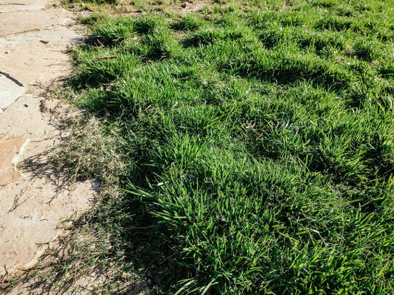 10 Dog-Friendly Ground Covers That Survive Muddy Paws and Backyard Zoomies