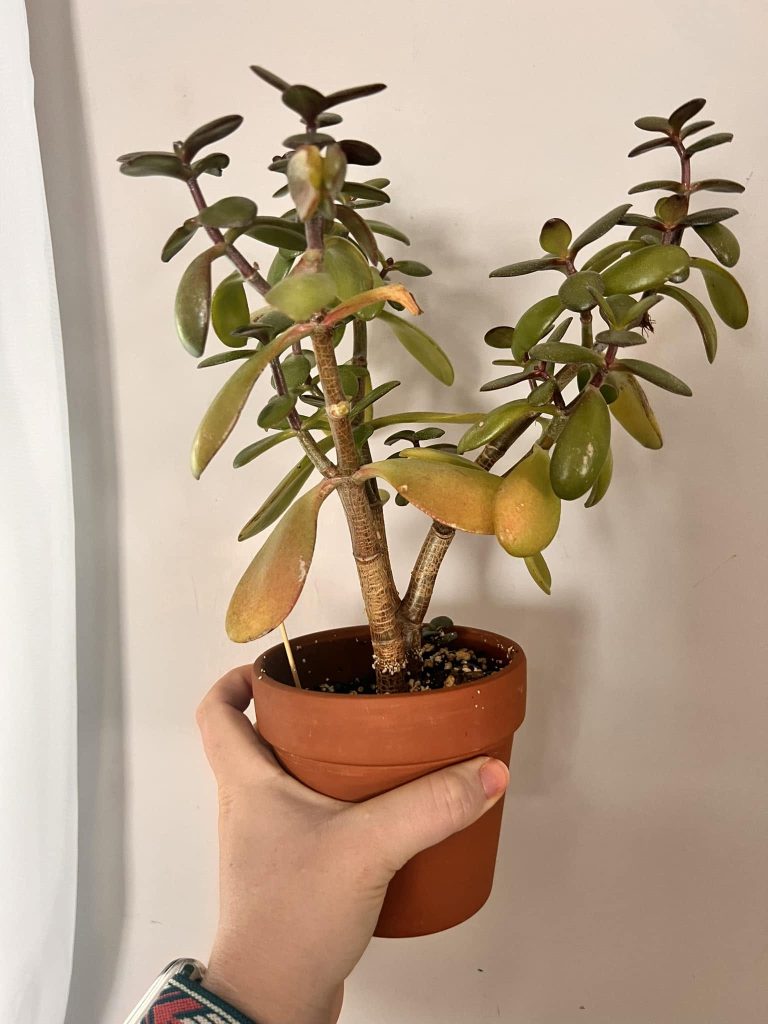 Jade Plant Yellow Leaves: 7 Causes and How to Save Your Plant