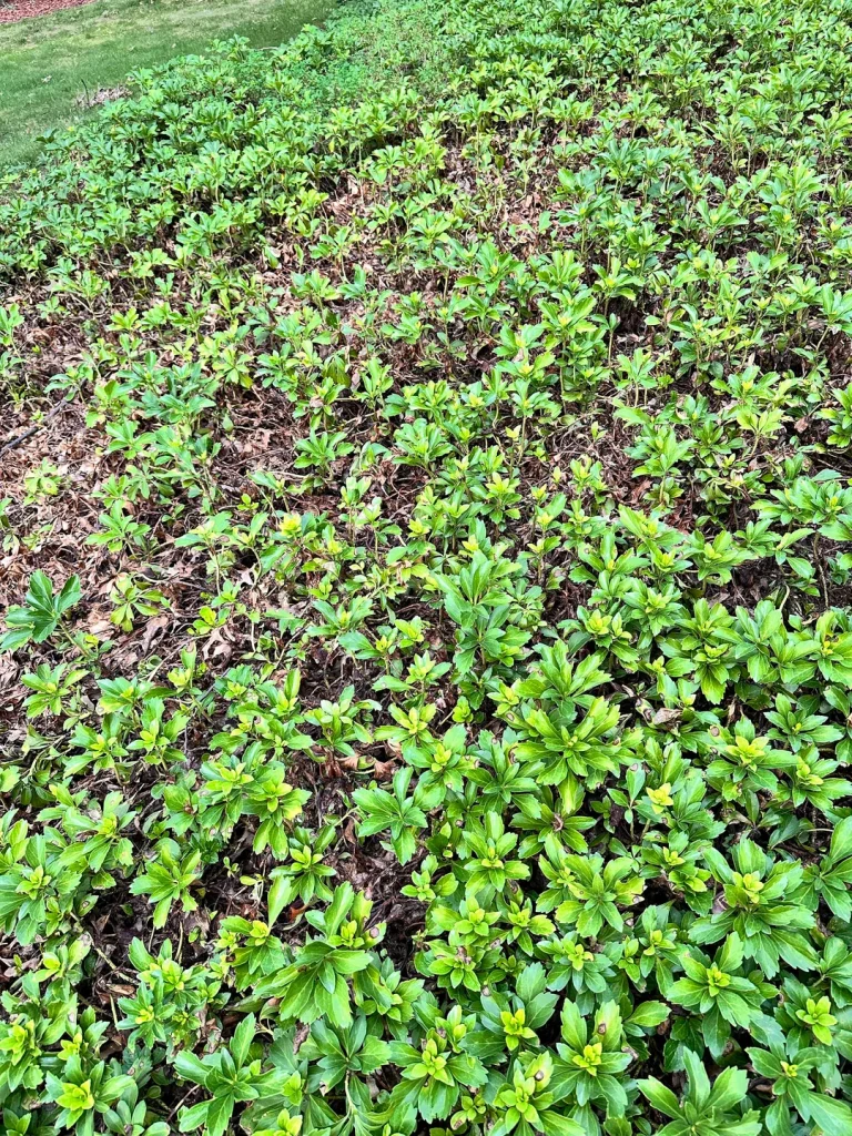 Stuck With Clay Soil? 15 Ground Covers That Actually Take to It