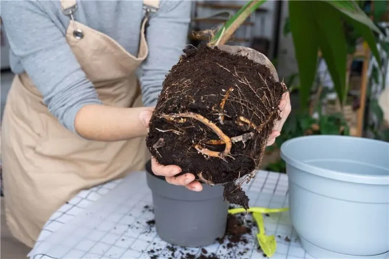 How to Repot a Christmas Cactus Without Killing the Blooms