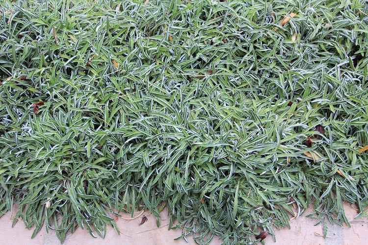Silver Carpet
