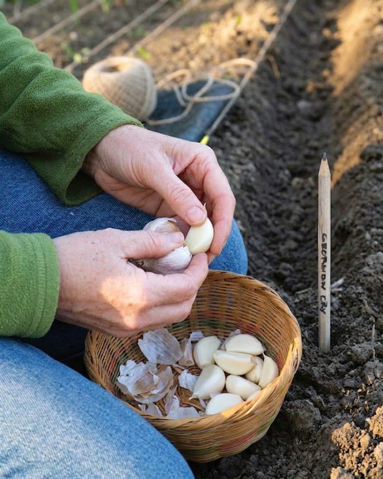 Planting Garlic Cloves in Fall: 7 Steps for Big Bulbs Next Summer