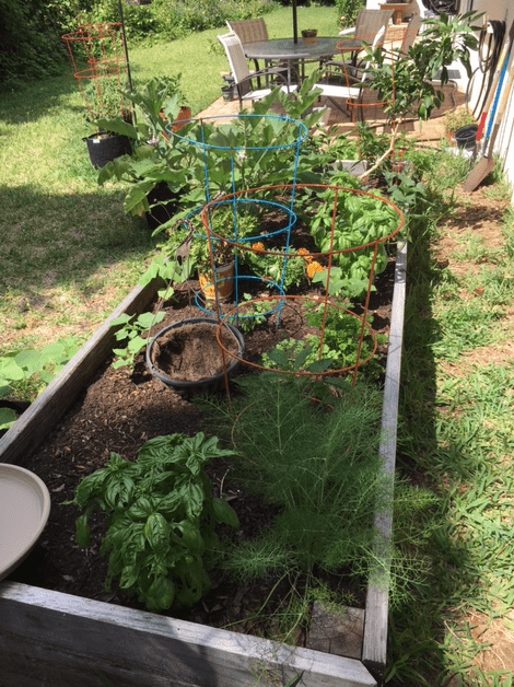 12 Best Things to Plant in October in Florida (By Region)