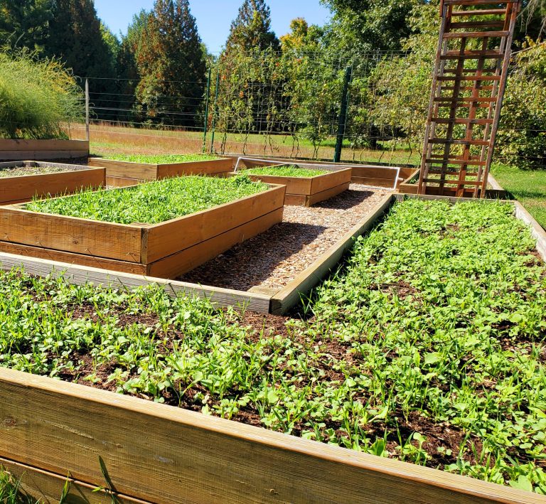 10 Productive Things to Do With a Raised Bed in Fall & Winter