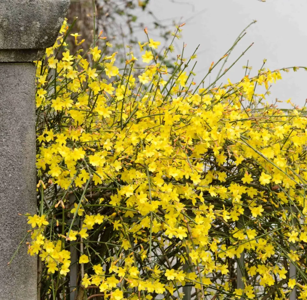 Winter Jasmine