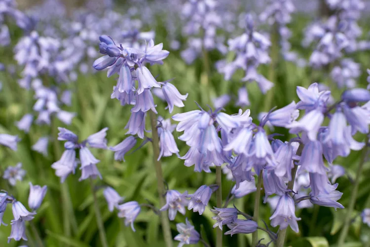 12 Winter Perennial Flowers That Prove Your Garden Doesn’t Have to Go Dormant