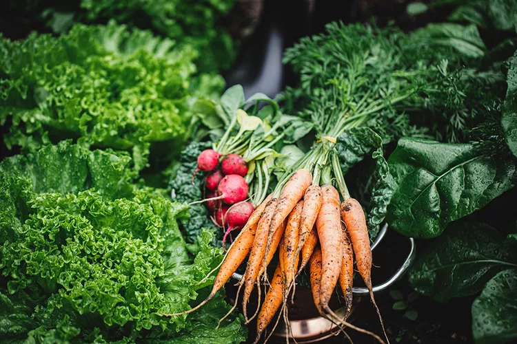 Winter Vegetables to Grow: 13 Hardy Crops That Keep Producing in Snow and Frost