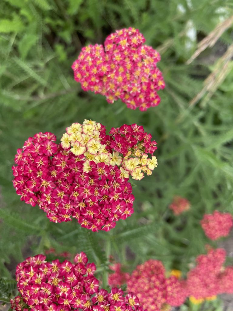 10 Frost Proof Perennials That Keep Blooming After the Cold Hits
