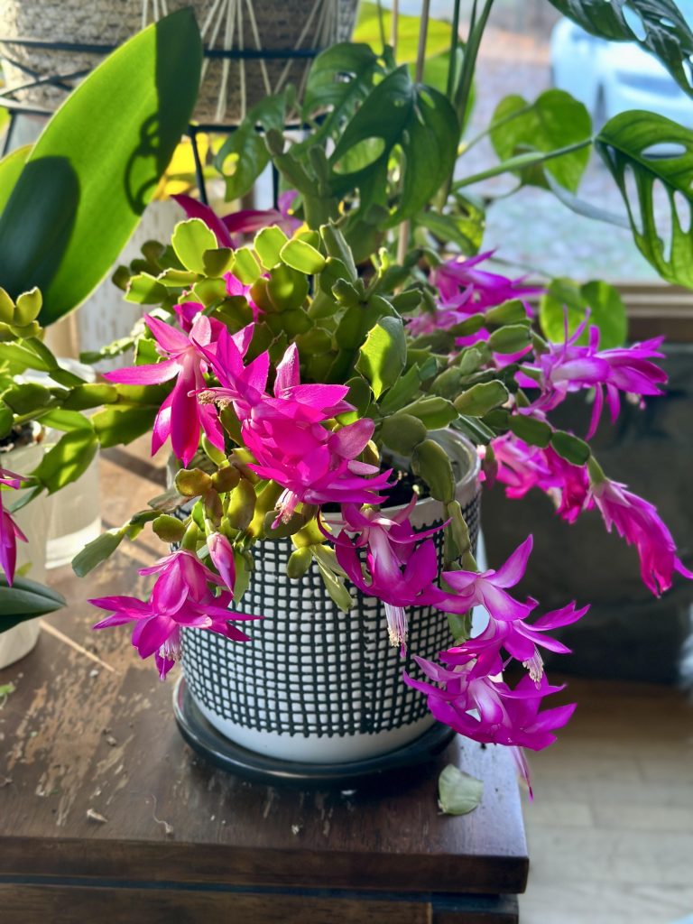 How & When to Prune Your Christmas Cactus Plant