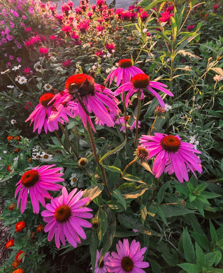 How to Winterize Coneflowers: 7 Steps for Bigger Blooms Next Spring