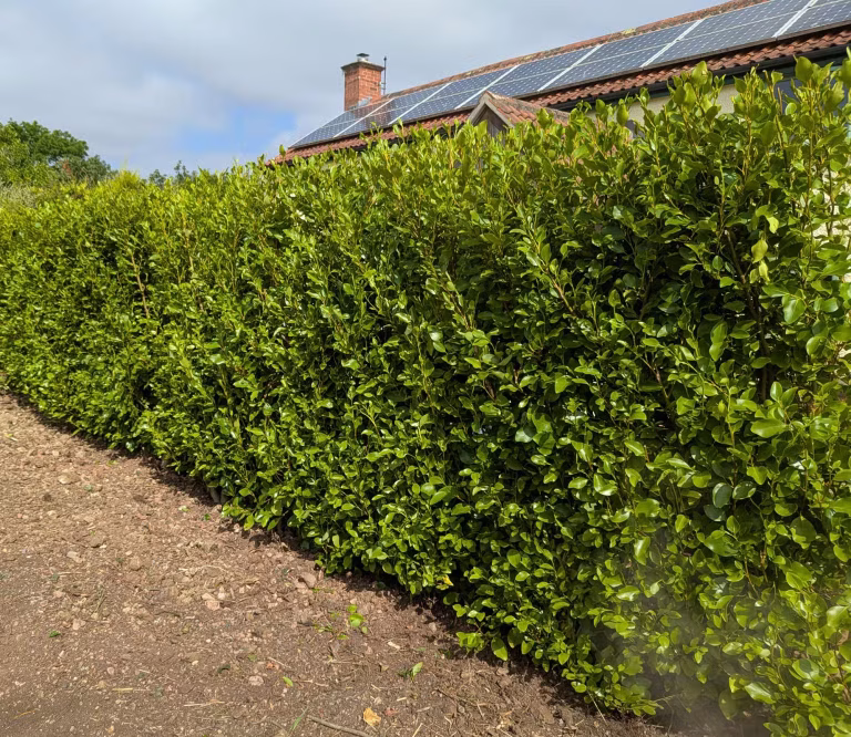 Fast Growing Privacy Bushes: 14 Picks to Mix for a Screen That Won’t Fail