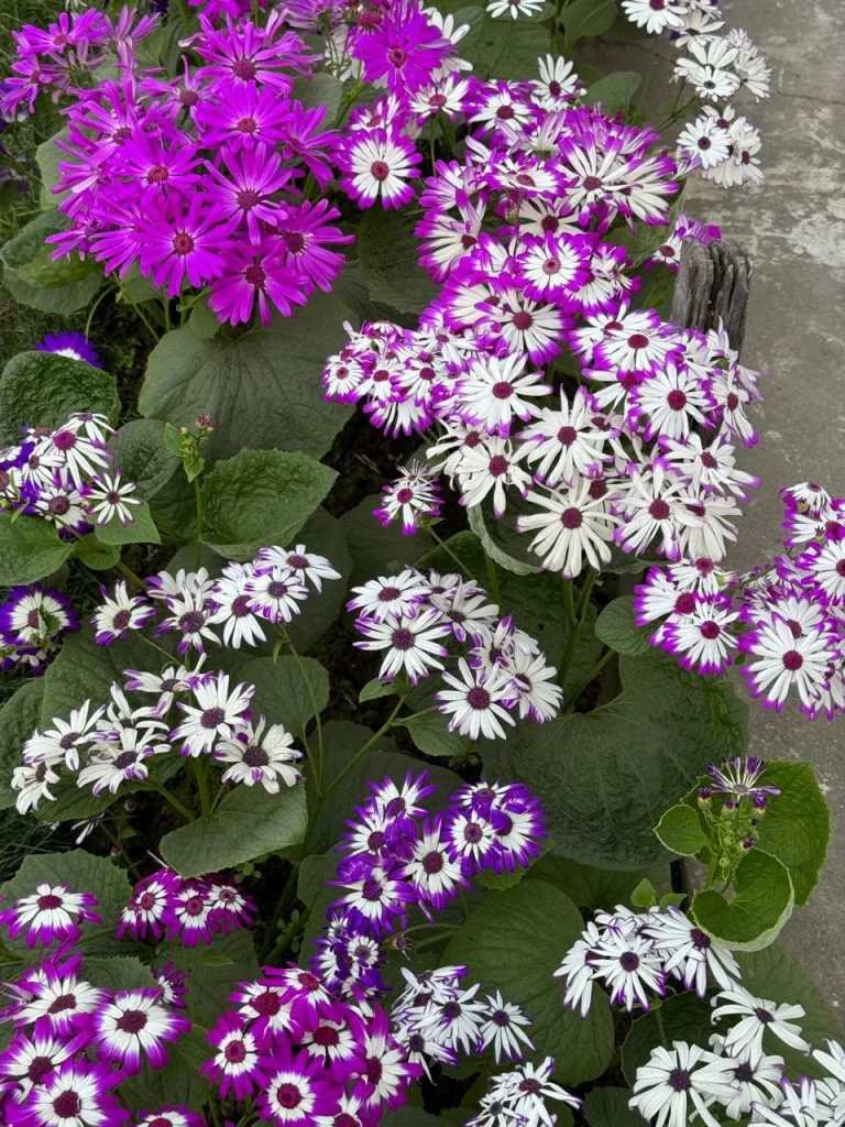 13 Flowers to Plant in Winter for the Earliest Spring Blooms