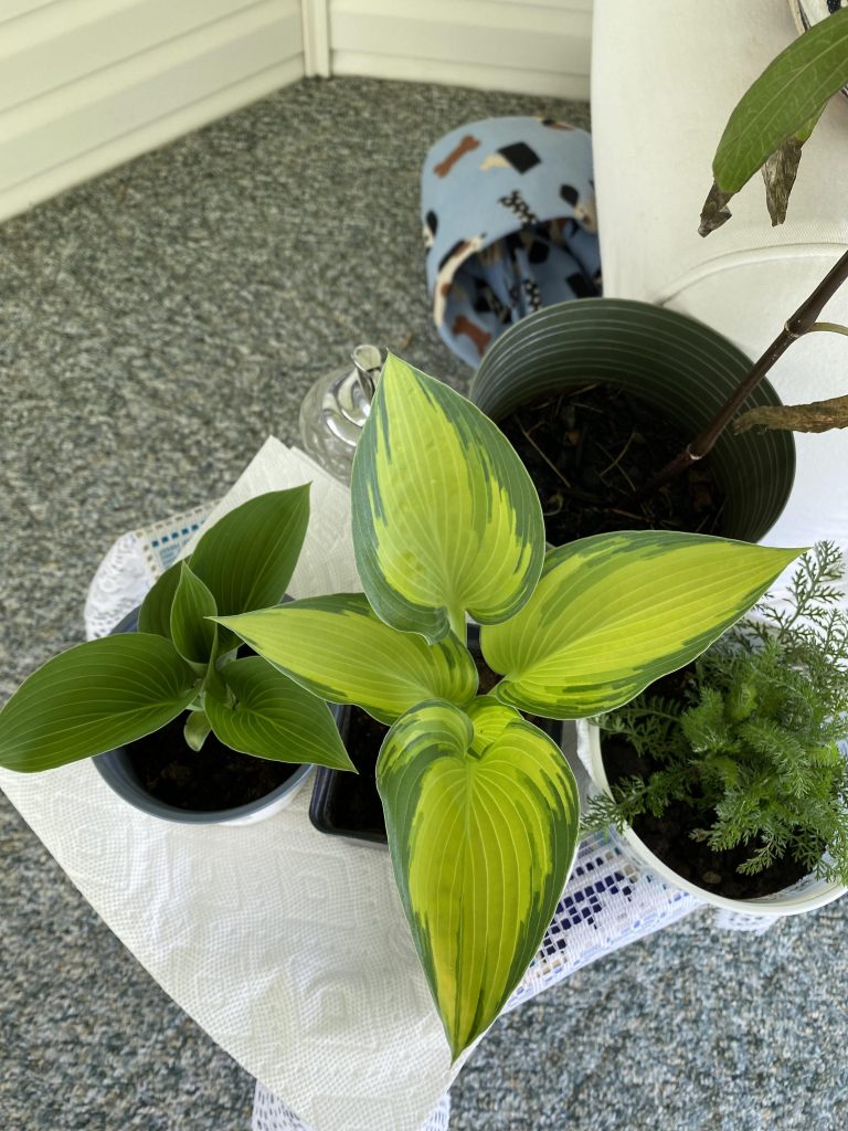How to Grow Hostas in Containers (A Complete Guide)