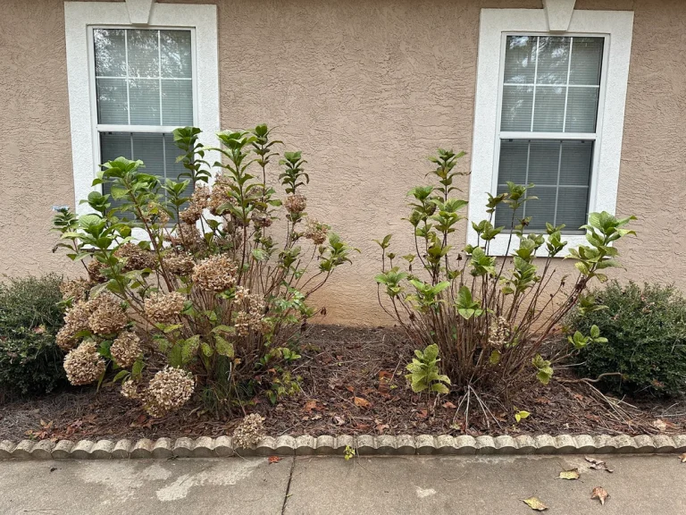 Hydrangea Fall Care: 8 Things Your Shrub Needs Before Winter Hits