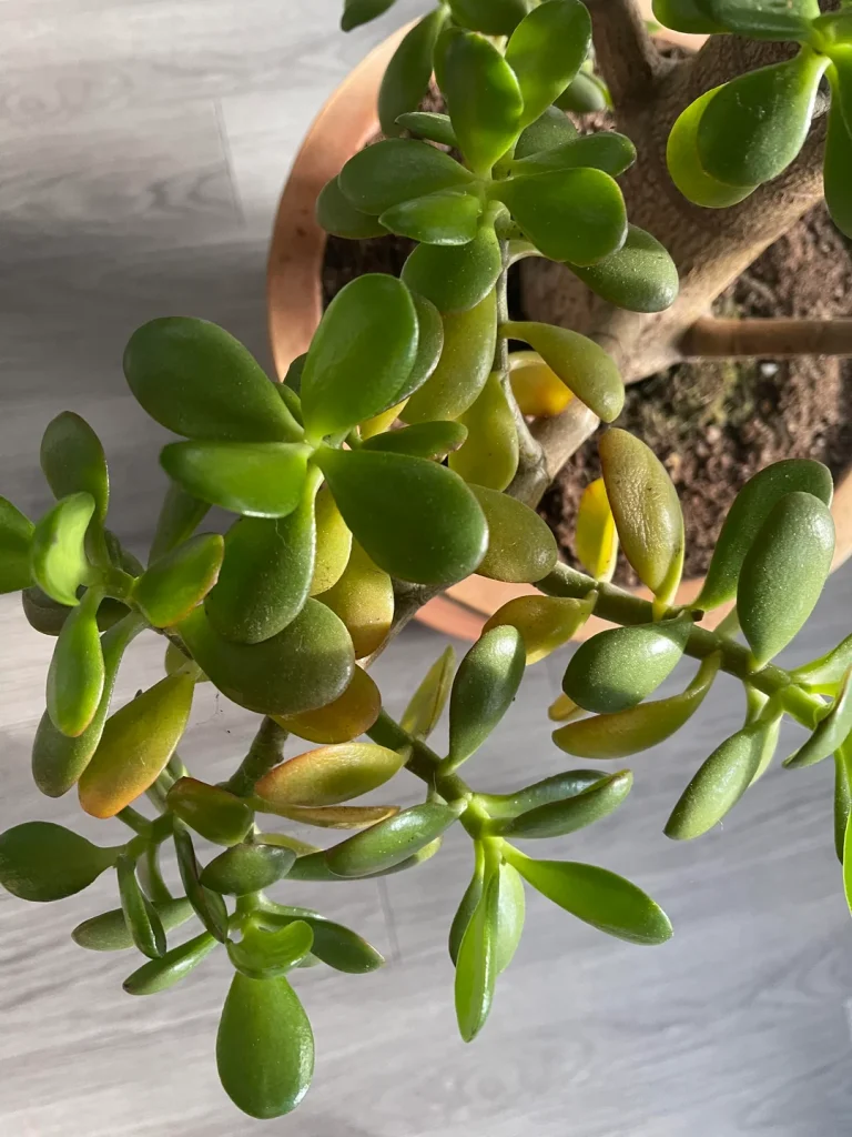 jade plant leaves turn yellow