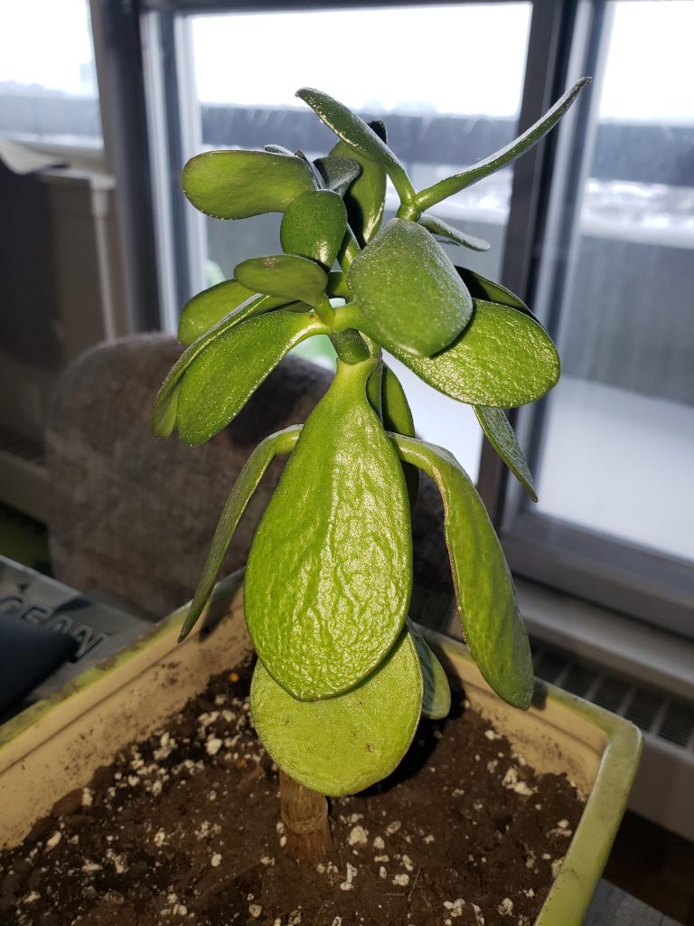 jade plant leaves wrinkled