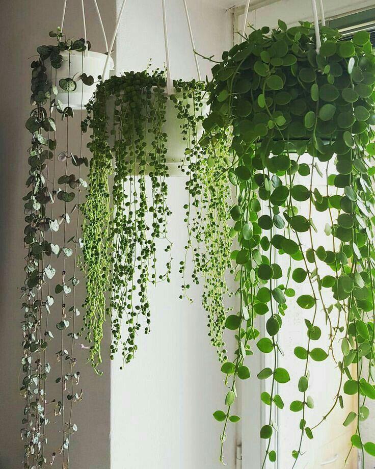 13 Low Light Hanging Plants That Thrive Without a Sunny Window