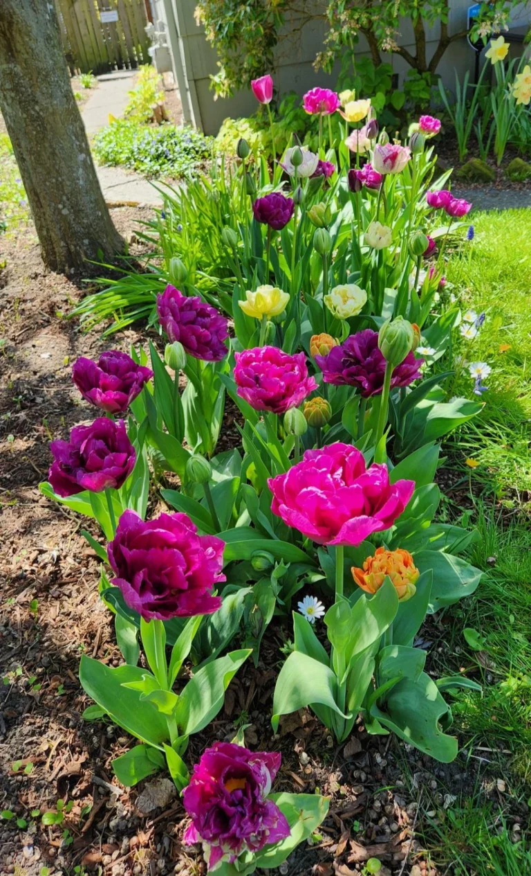 12 Fall-Planted Perennial Bulbs That Reward You With Months of Spring Color