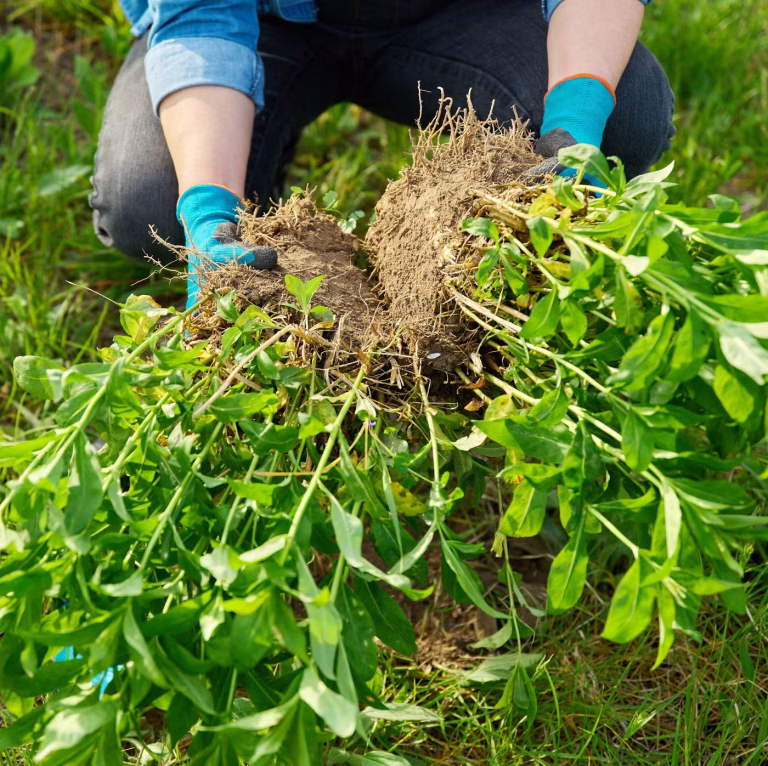 10 Perennials to Divide in Fall (And 3 You Should Never Touch)