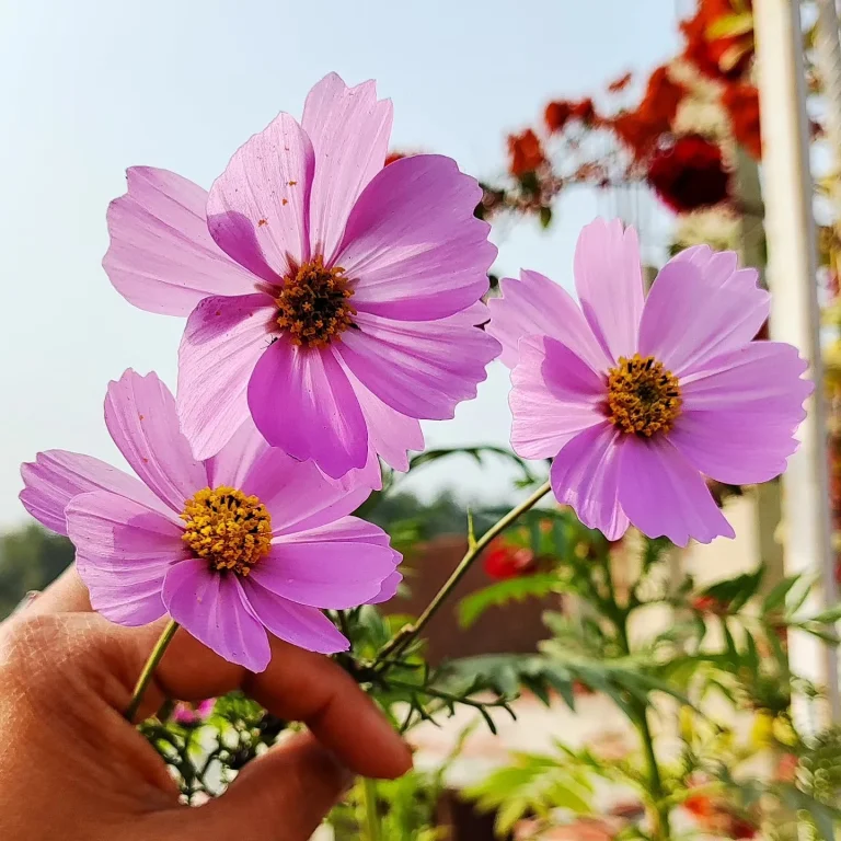 Skip Spring Seed-Starting: 15 Flowers to Sow Outside This October