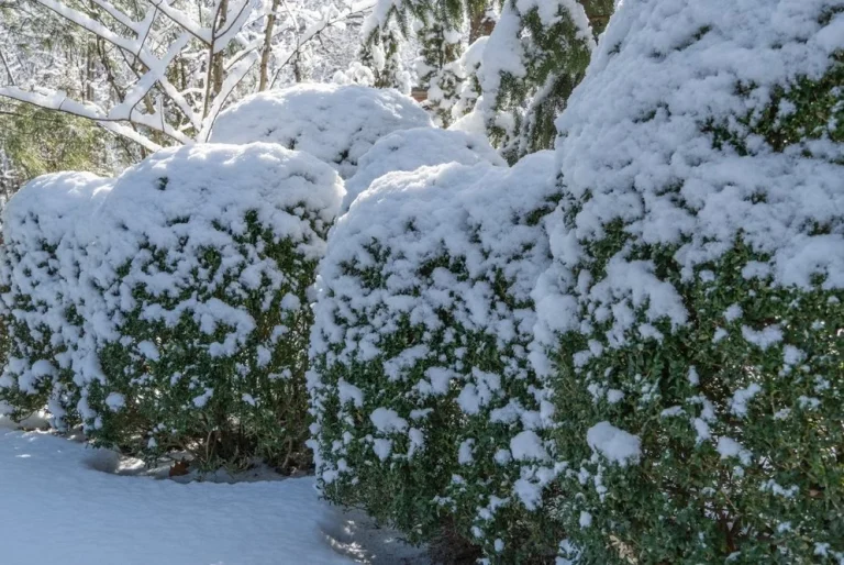 10 Shrubs for Winter Interest That Keep Your Yard From Looking Dead