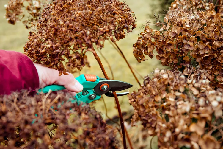How to Prepare Hydrangeas for Winter (So They Actually Bloom Next Summer)