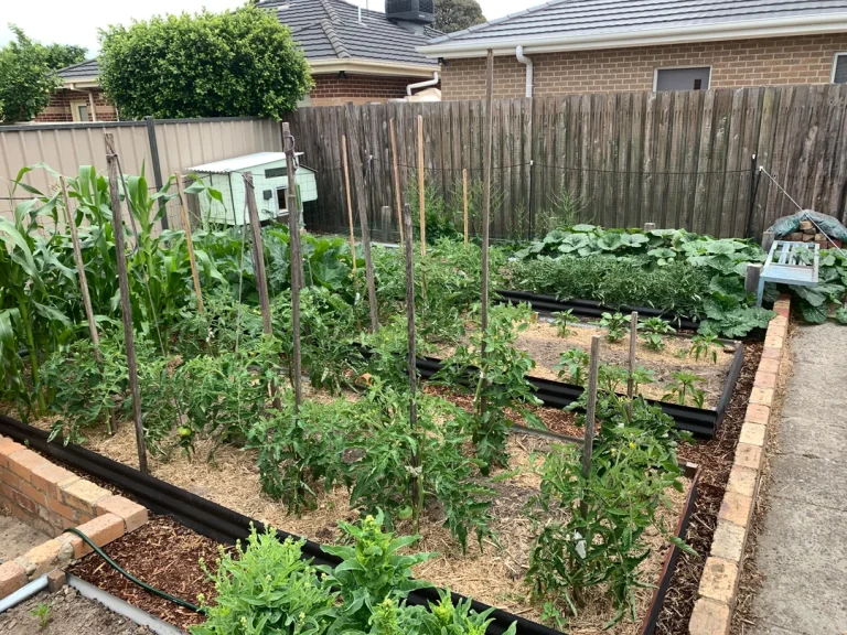 Zone 7 Vegetable Planting Guide: When to Start Every Crop This Year