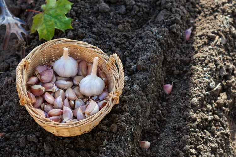 10 Garlic Planting Mistakes That Shrink Your Harvest (And Easy Fixes)